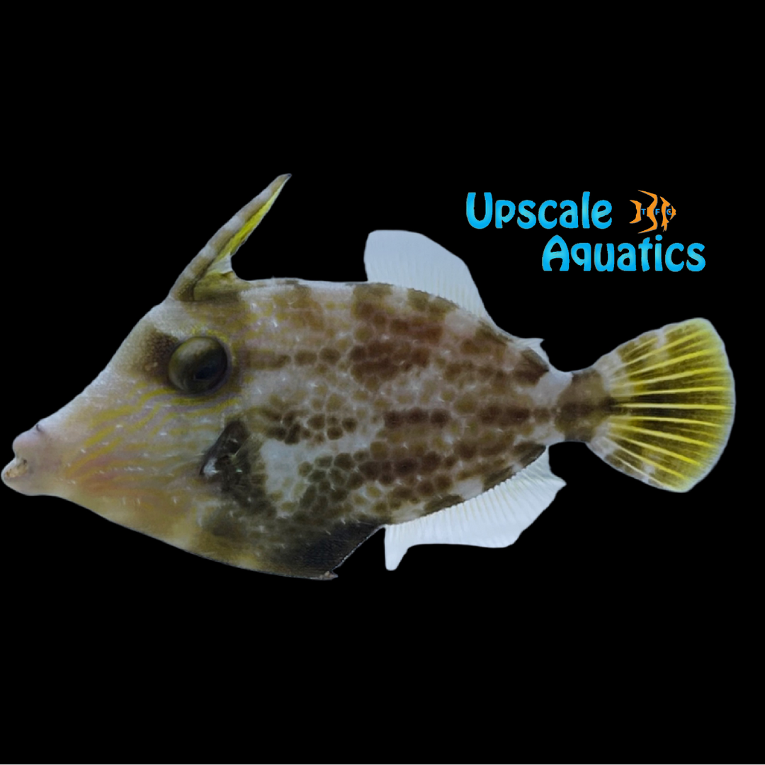 Honeycomb Filefish (Cantherhines pardalis)