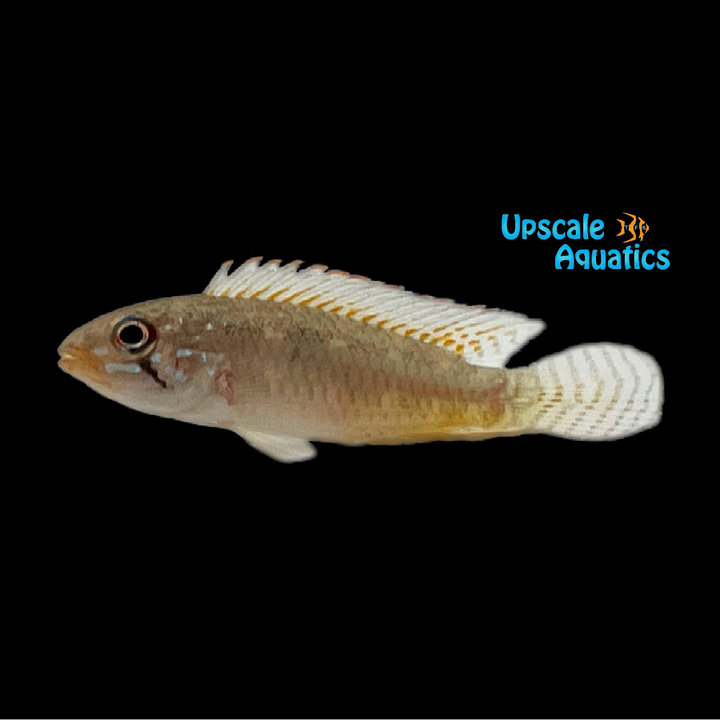 Apisto. Iniridae (Apistogramma iniridae)