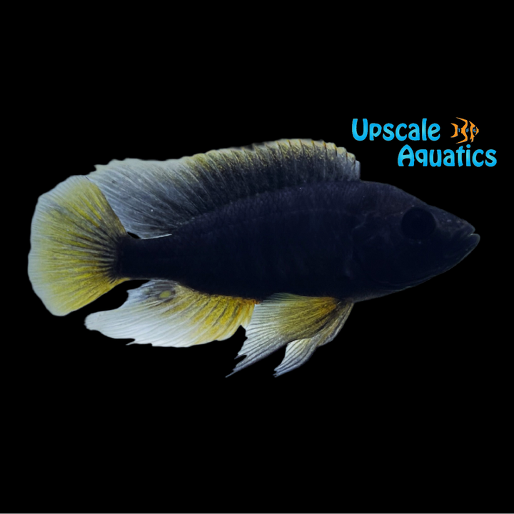 Pundamilia Igneopinnis 'Igombe Island'