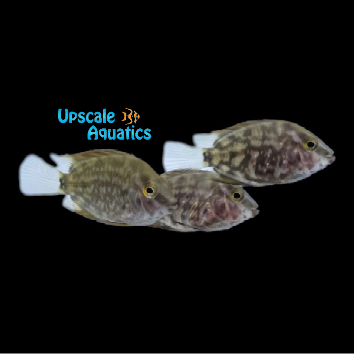 Uaru Cichlid (Uara amphiacanthoides)