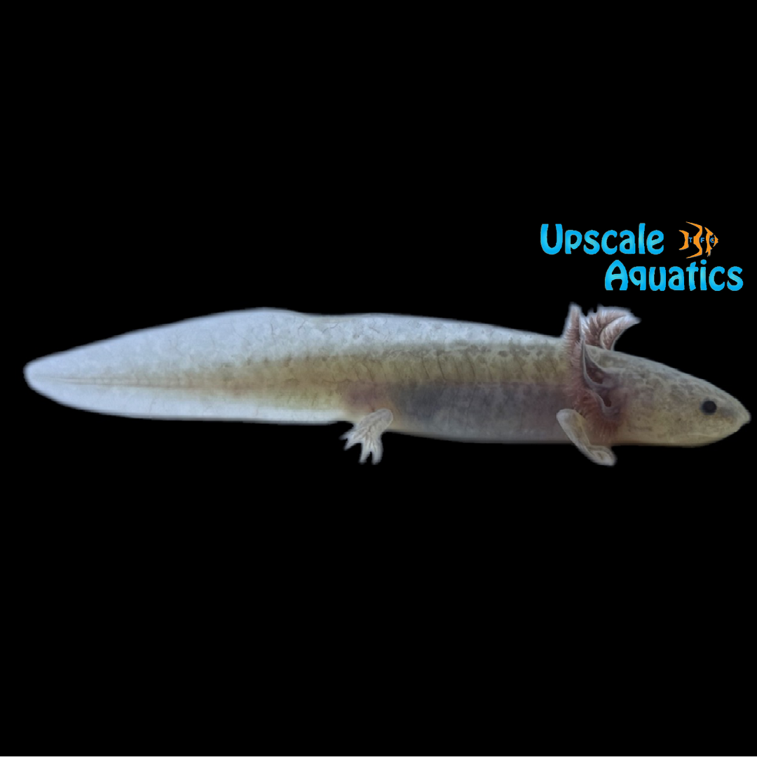 GFP Copper Melanoid Axolotl (Ambystoma mexicanum)