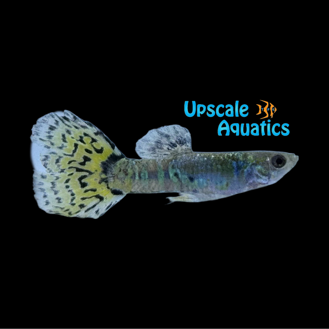 Green Cobra Guppy (Poecilia reticulata)