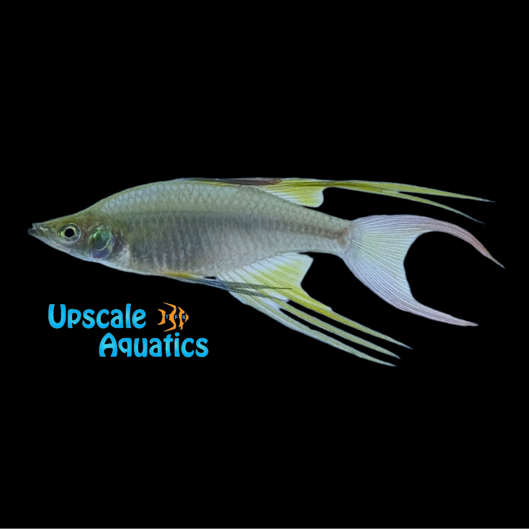 Threadfin Rainbowfish (Iriatherina werneri)