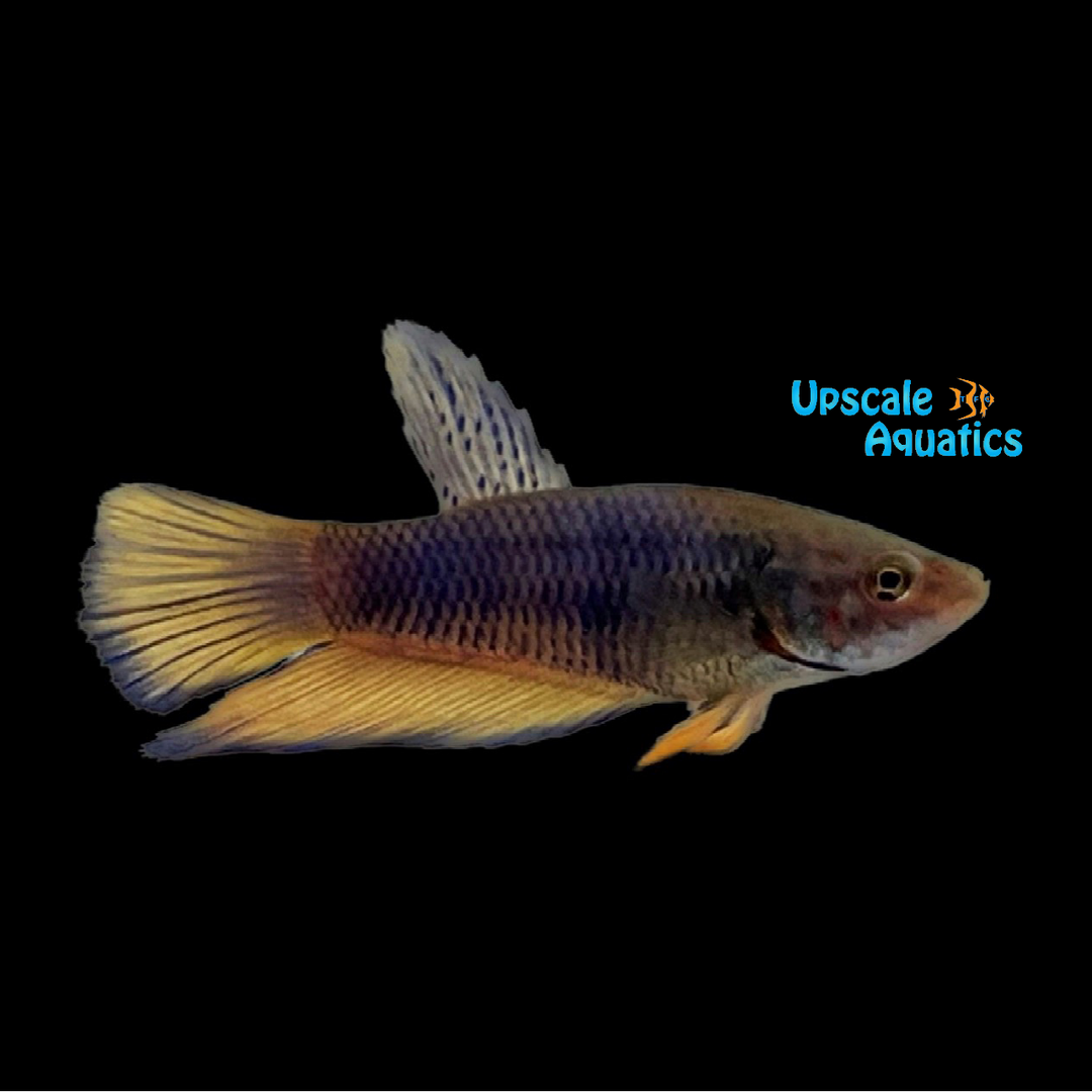 Blue Mustard Gas Plakat Betta - Male (Betta splendens)