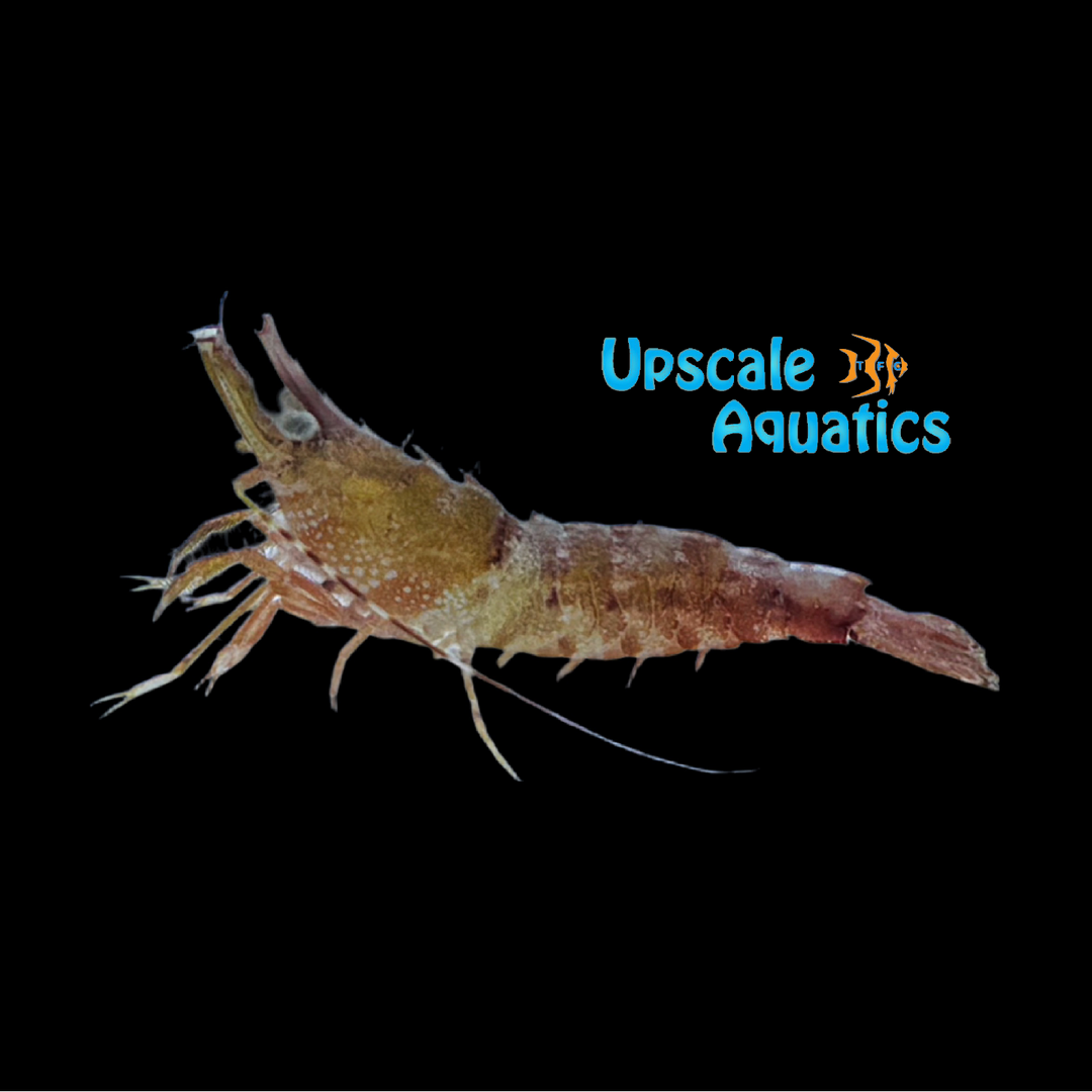 Caribbean Rock Shrimp (Sicyonia typica)