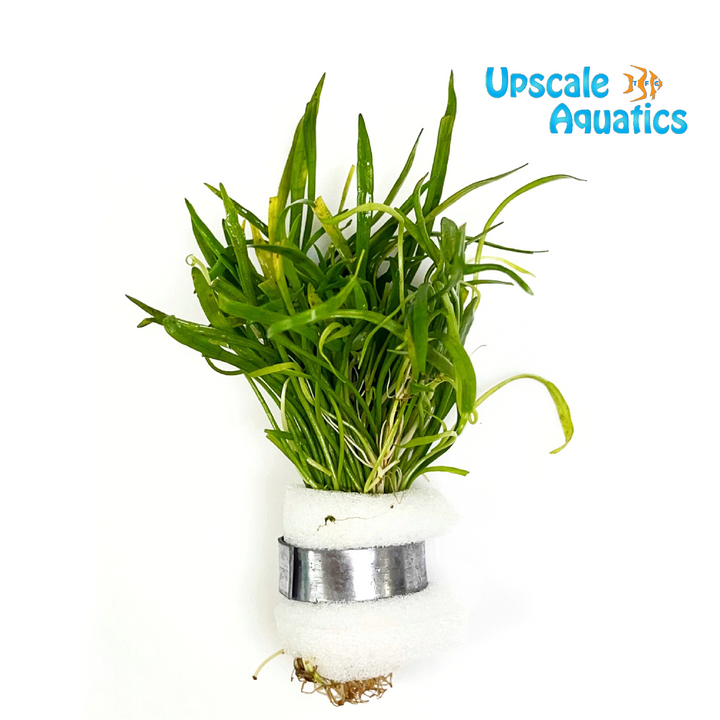 Micro Sword (Lilaeopsis Novaezelandiae)