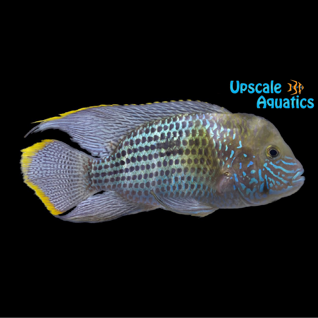 Gold Saum Cichlid (Andinoacara rivulatus)