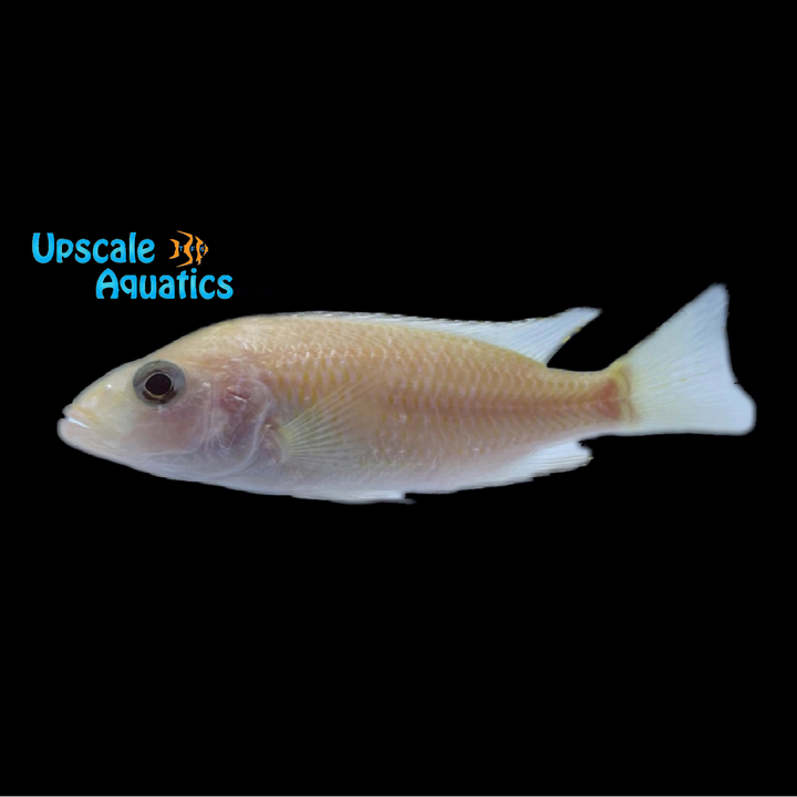 White Knight Cichlid 'Albino Ahli' (Sciaenochromis sp.)