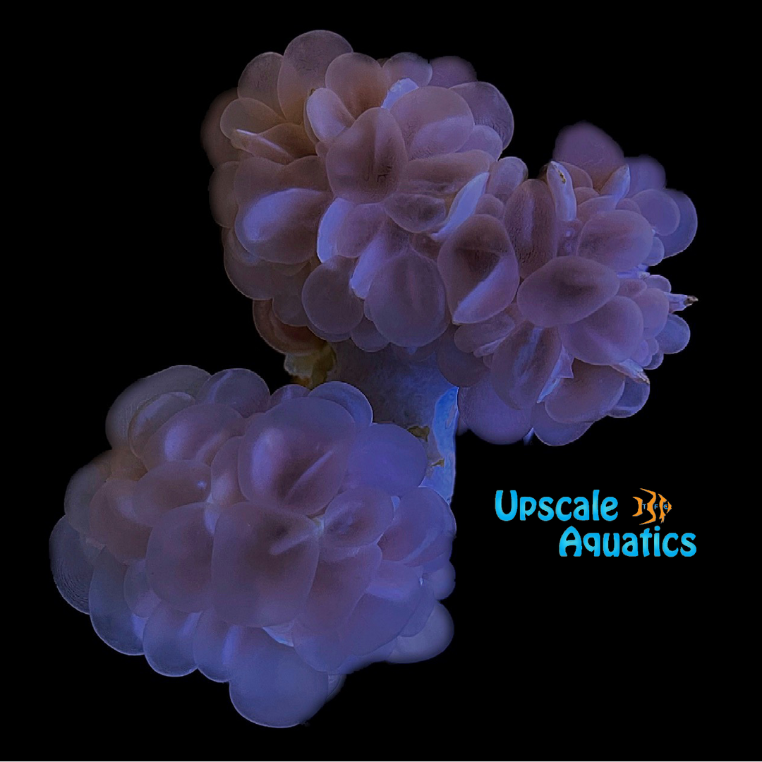 Bubble Coral (Plerogyra sinuosa)