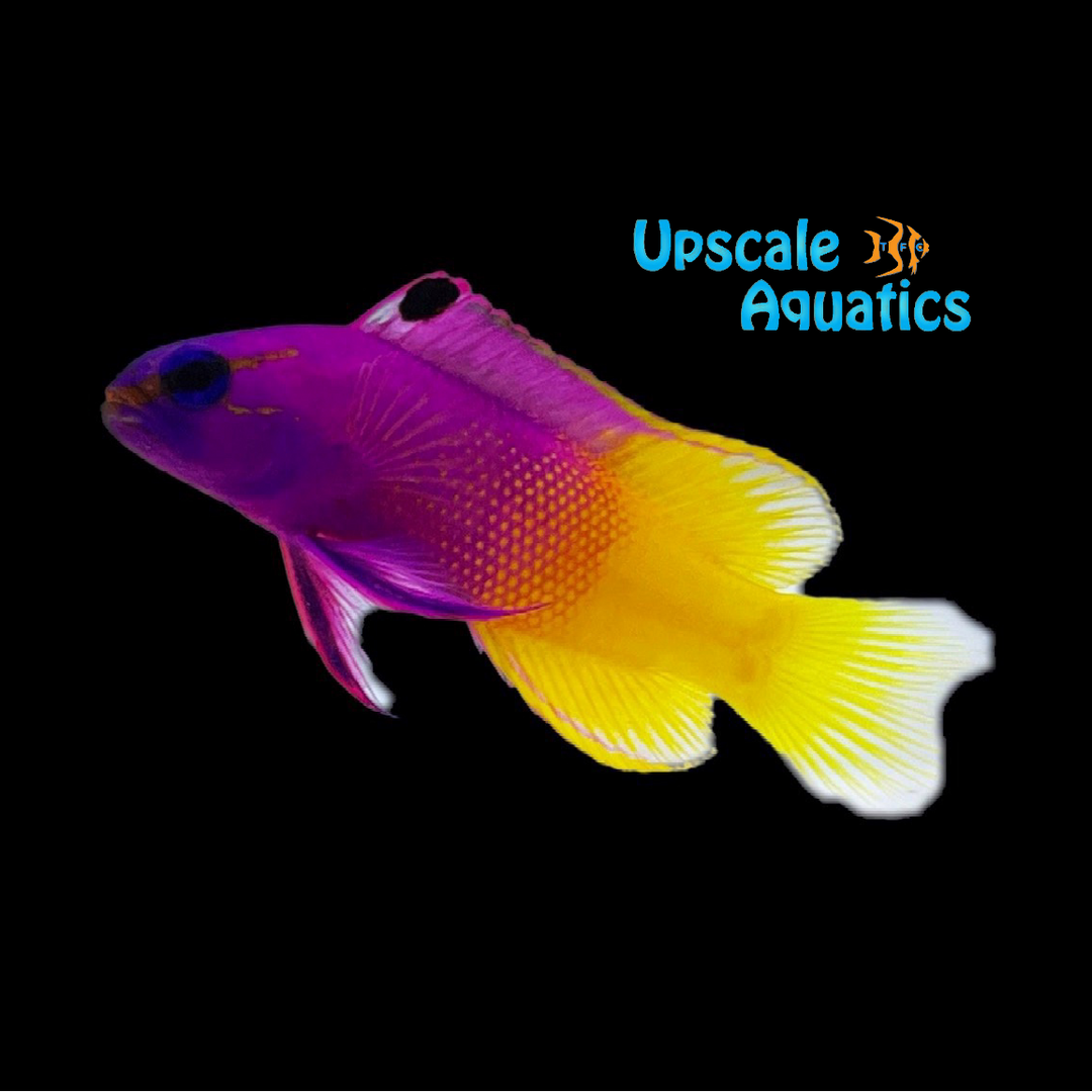 Royal Gramma Basslet (Gramma loreto)