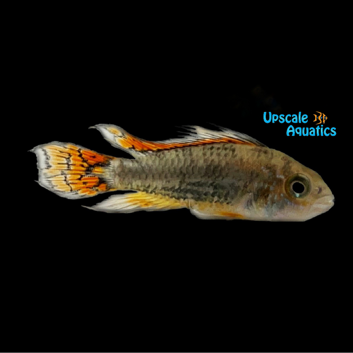 Double Red Apisto. Cacatuoides (Apistogramma cacatuoides 'double red')