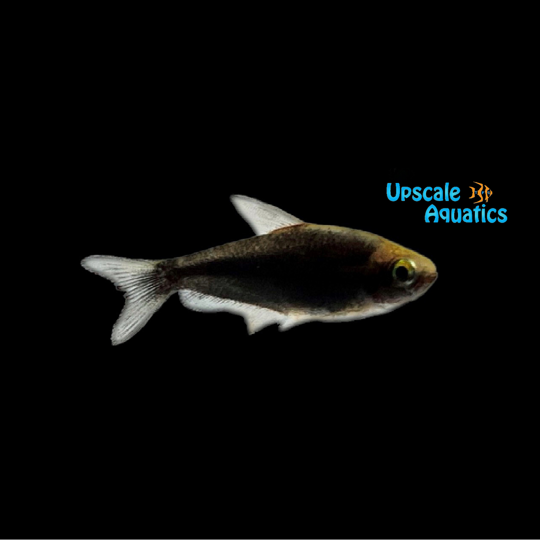 Black Emperor Tetra (Nematobrycon palmeri black)