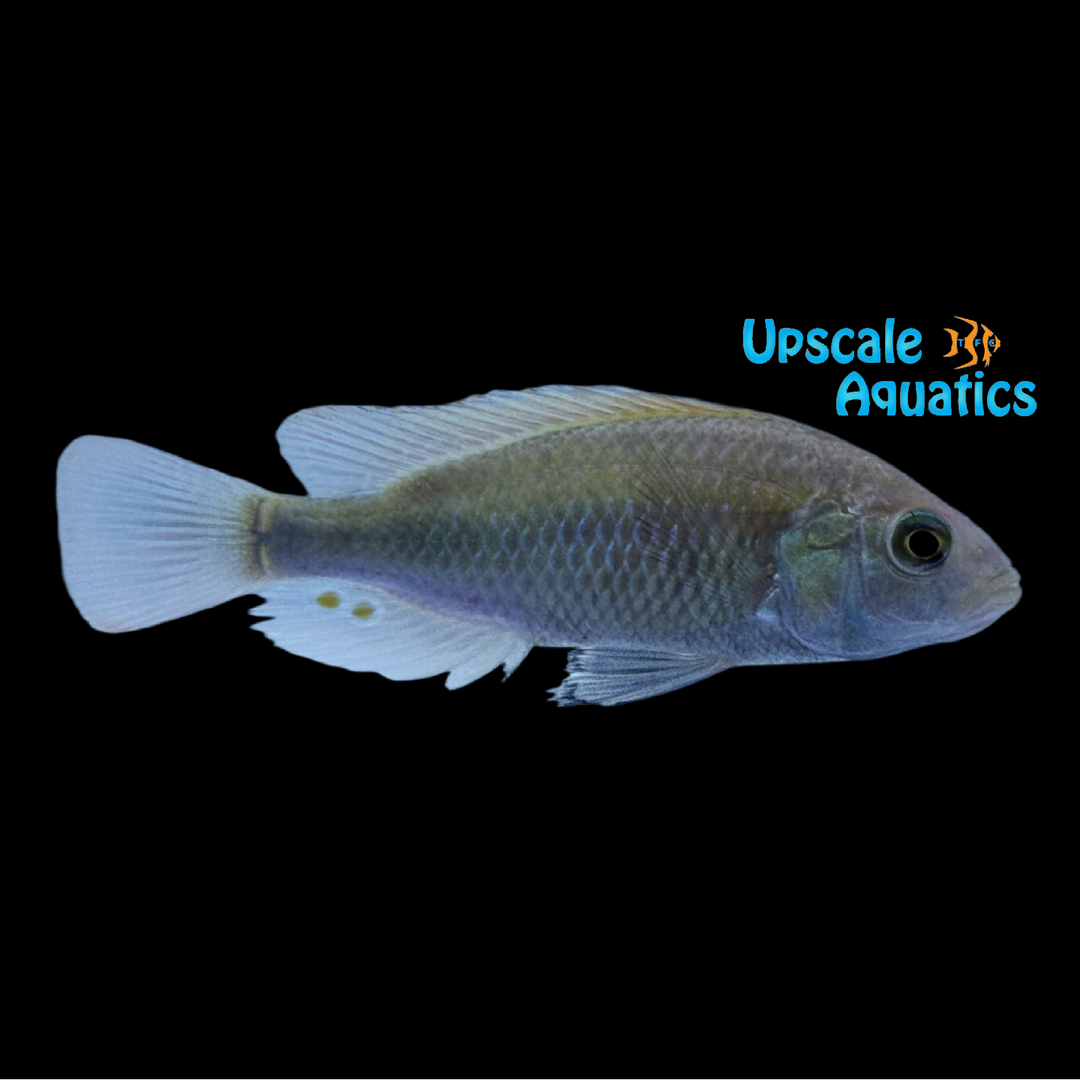 Ruby Green Hap (Haplochromis sp. Ruby Green)
