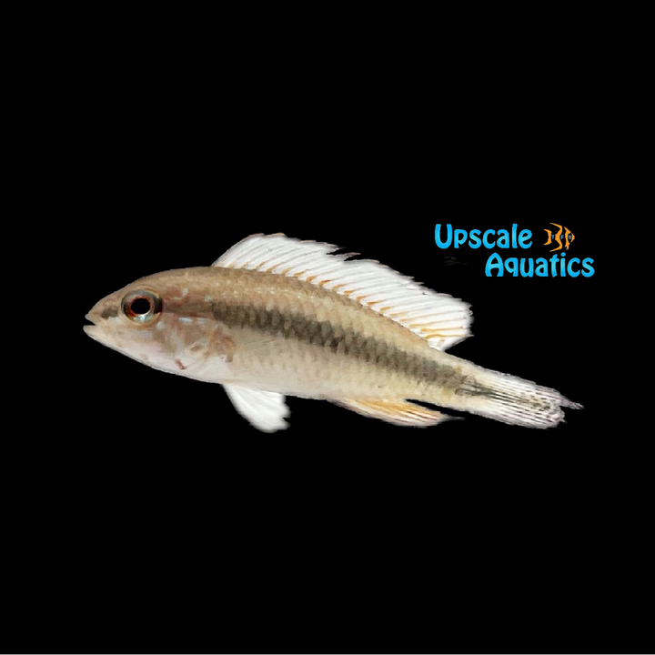 Apisto. Iniridae (Apistogramma iniridae)