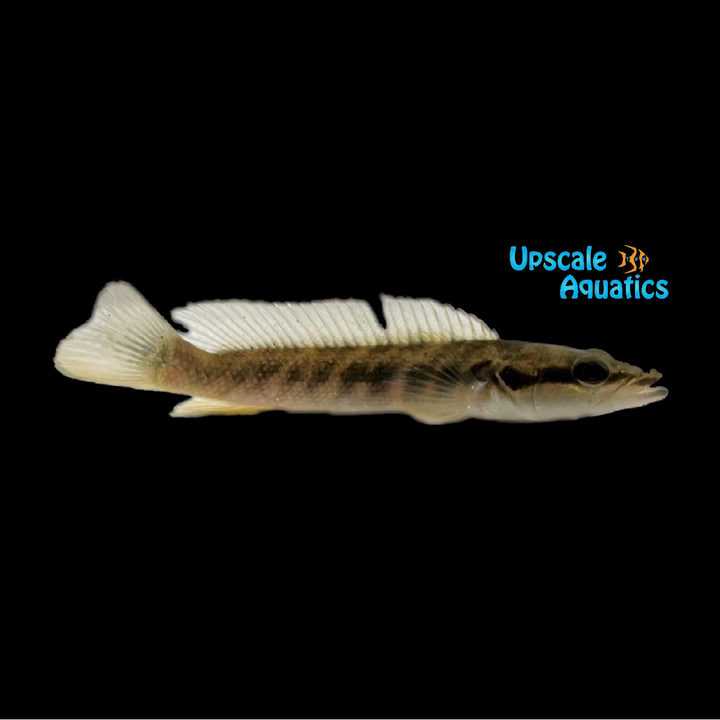 Belly Crawler Pike (Crenicichla sp. belly crawler)