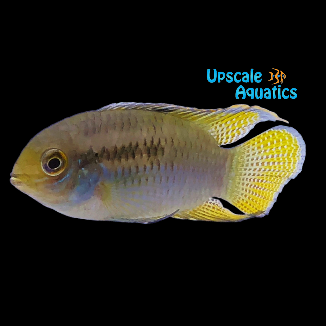 Redbreast Acara (Laetacara dorsigera)