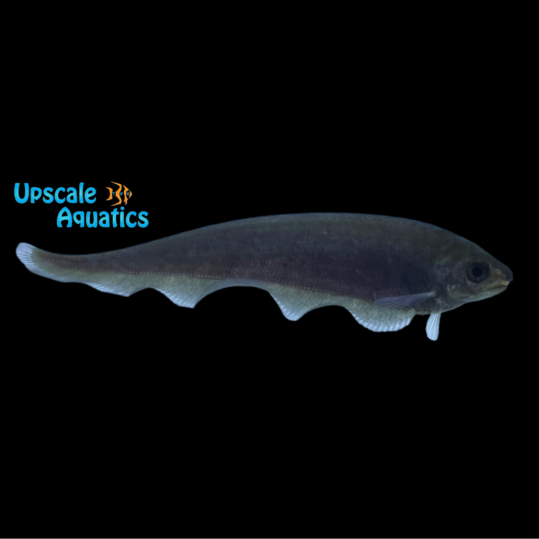 African Knifefish (Xenomystus nigri)