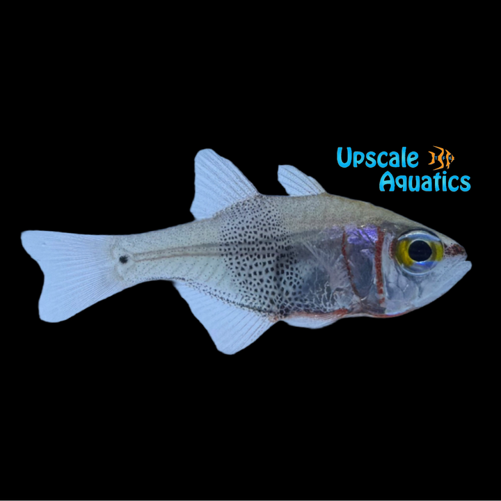 Girdled Cardinalfish (Archamia zosterophora)