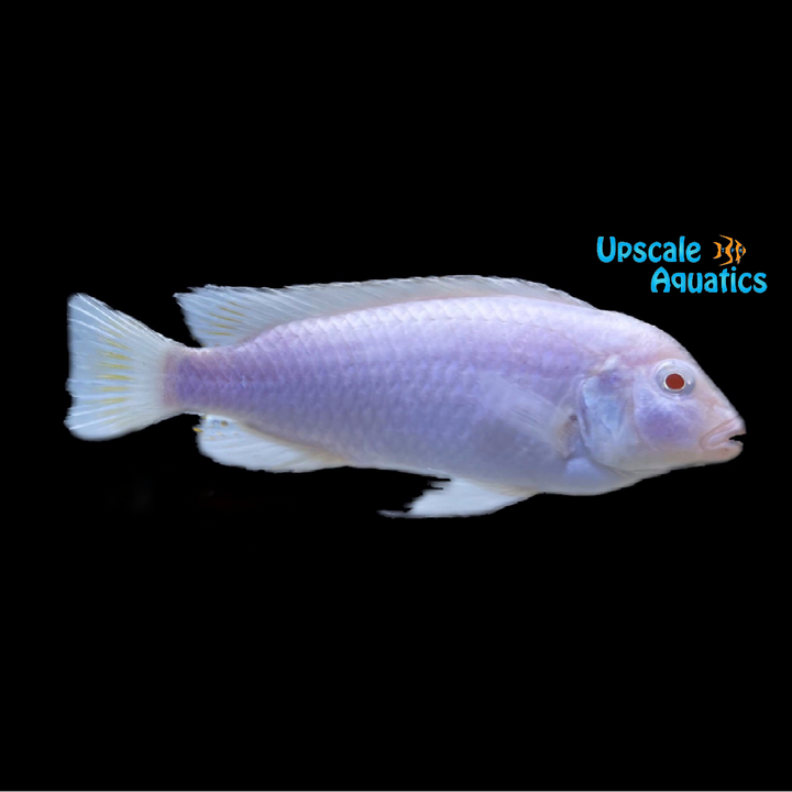 Albino Socolofi Cichlid (Pseudotropheus socolofi albino)