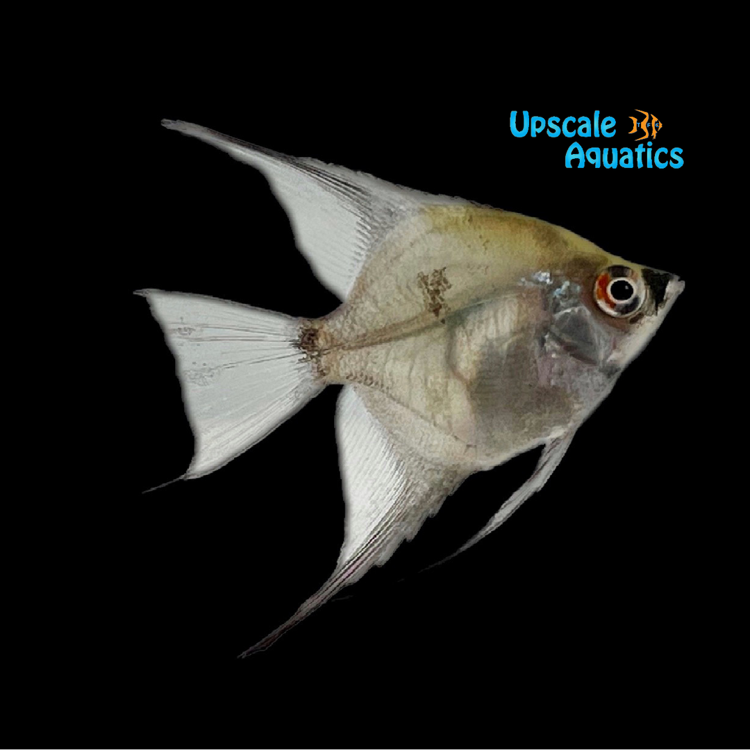 Blue Blushing Angelfish (Pterophyllum scalare)