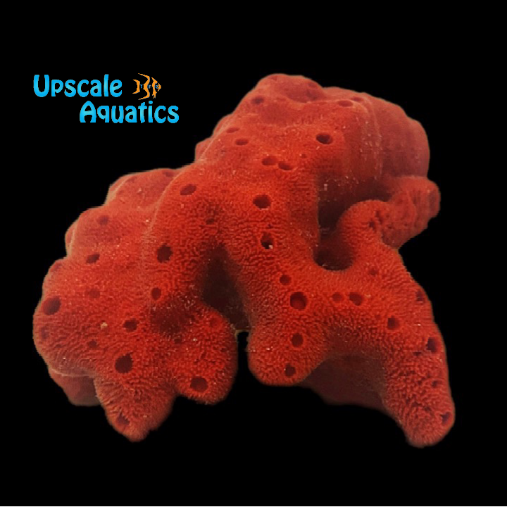 Red Ball Sponge (Pseudaxinella lunaecharta)