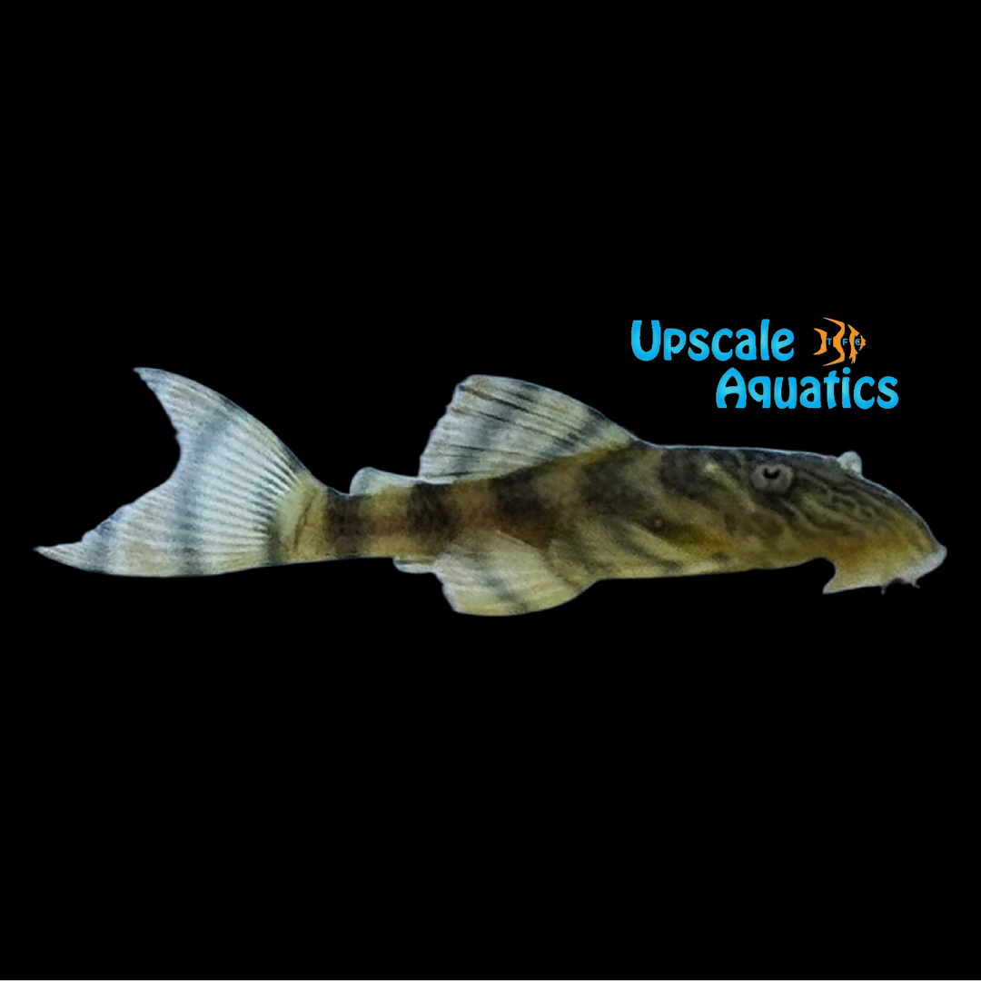 Alenquer Tiger Pleco L397 - Captive Bred (Panaqolus sp. L397)