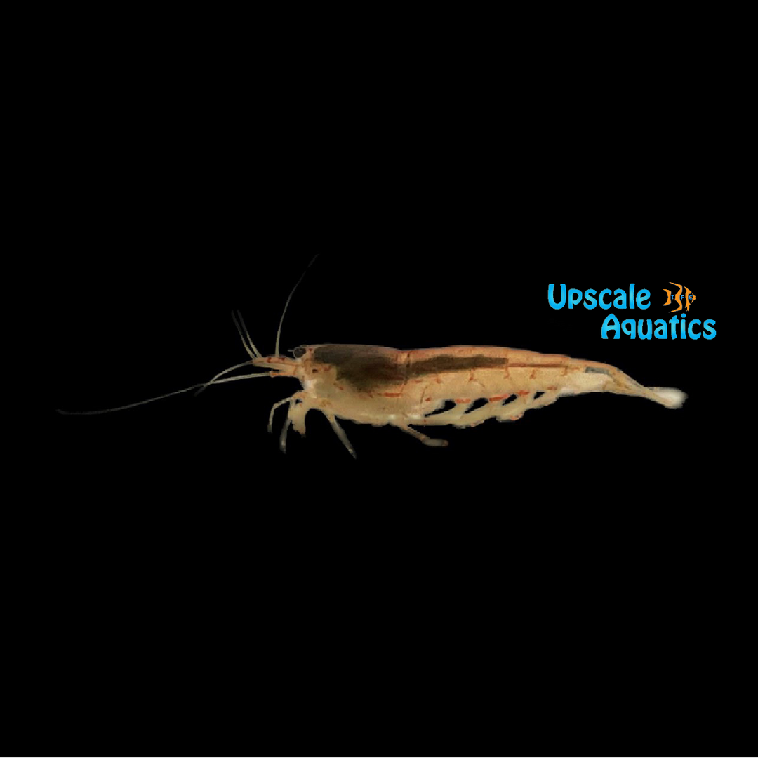 Gold Amano Shrimp (Caridina multidentata 'Gold')