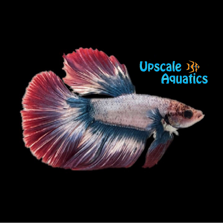 French Flag Halfmoon Betta - Male (Betta splendens)
