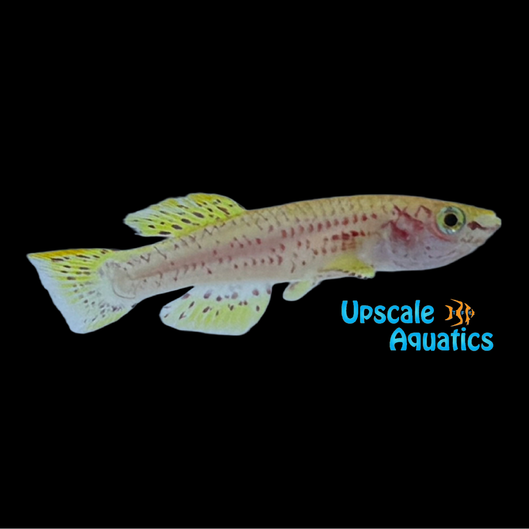 Christy's Lyretail Killifish (Aphyosemion christyi)