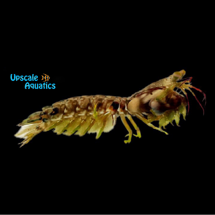 Blue Spot Mantis Shrimp (Gonodactylus platysoma)