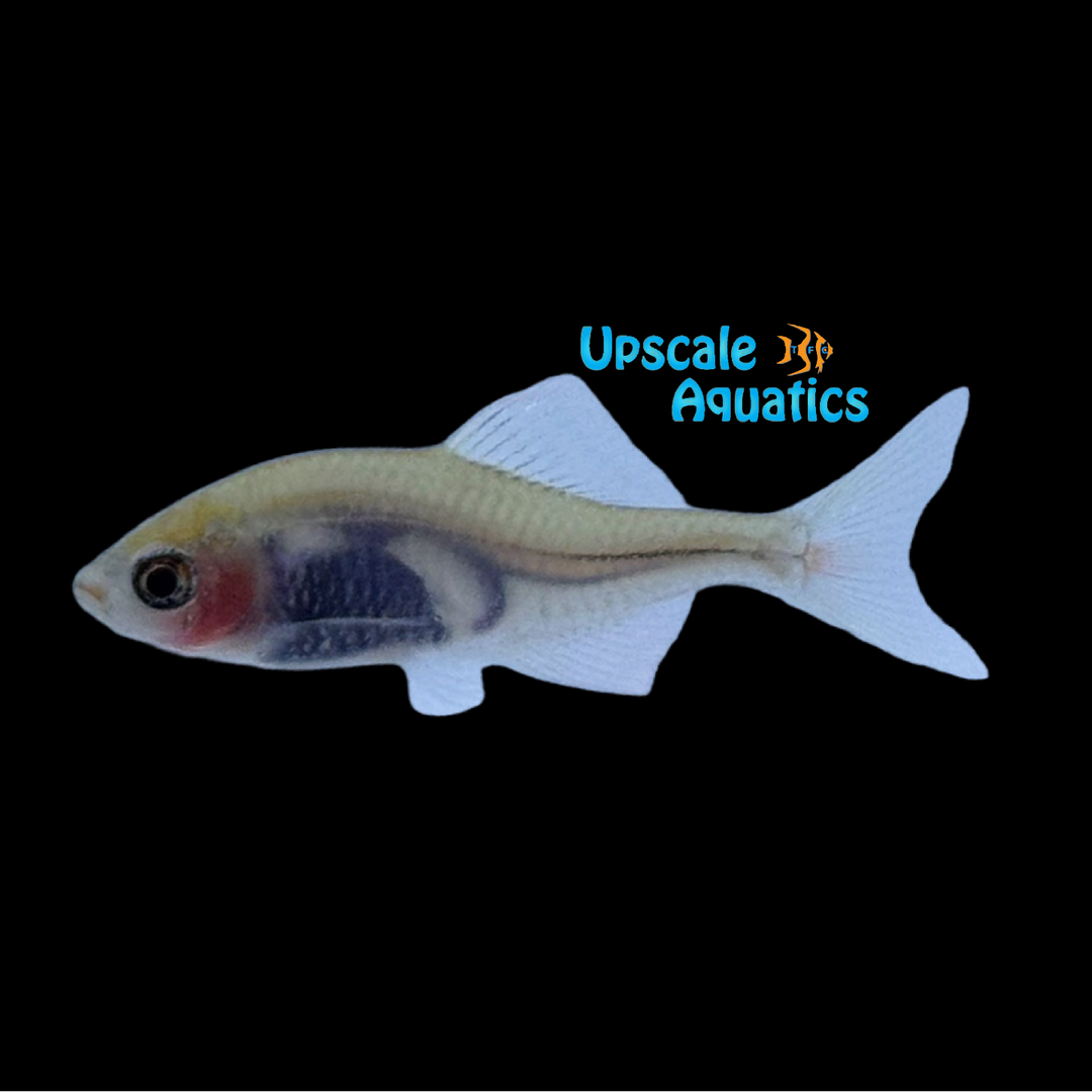 Glass Bitterling (Rhodeus ocellatus var.)