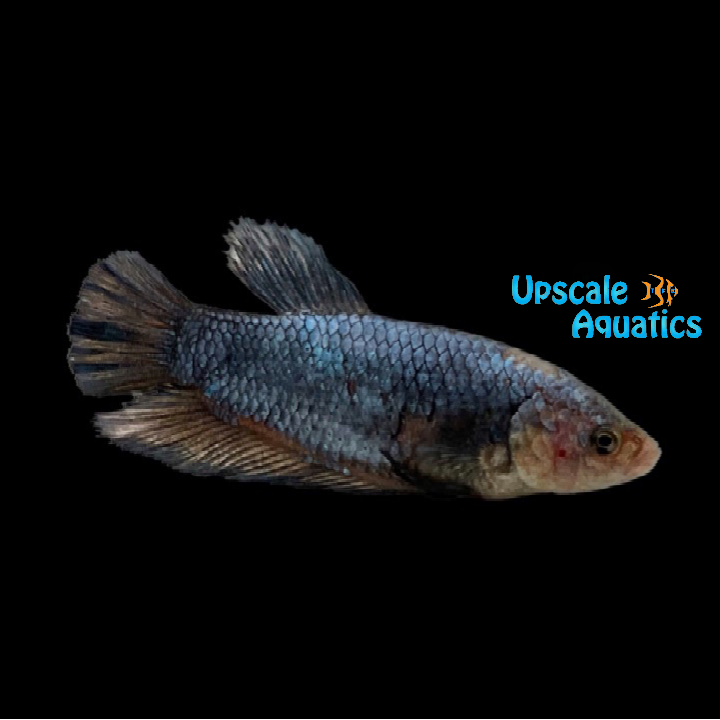 Giant Bagan Betta Male (Betta splendens) – Upscale Aquatics