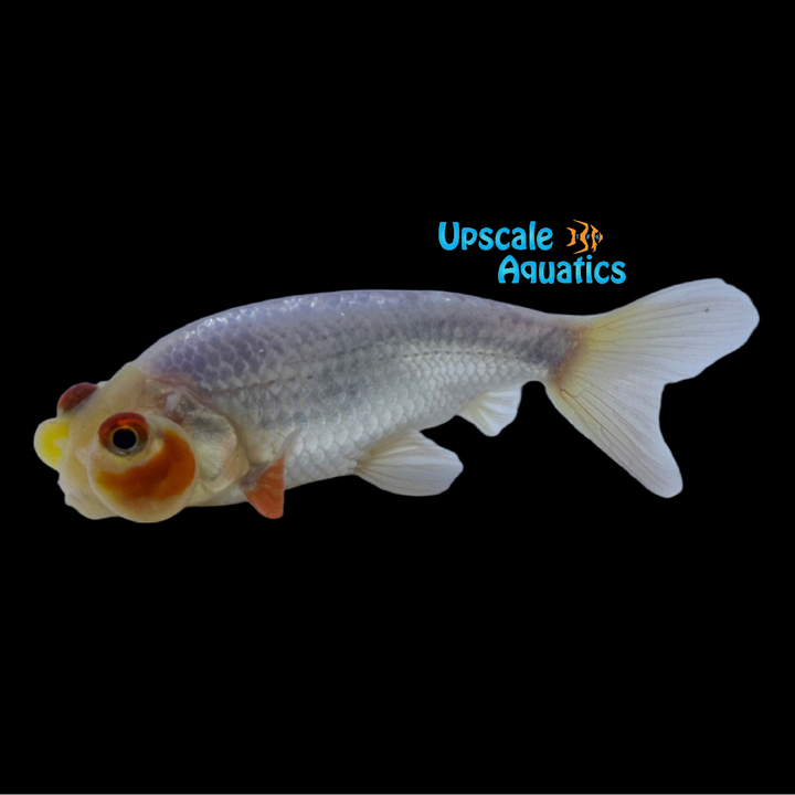 Assorted Bubble Eye Goldfish (Carassius auratus)