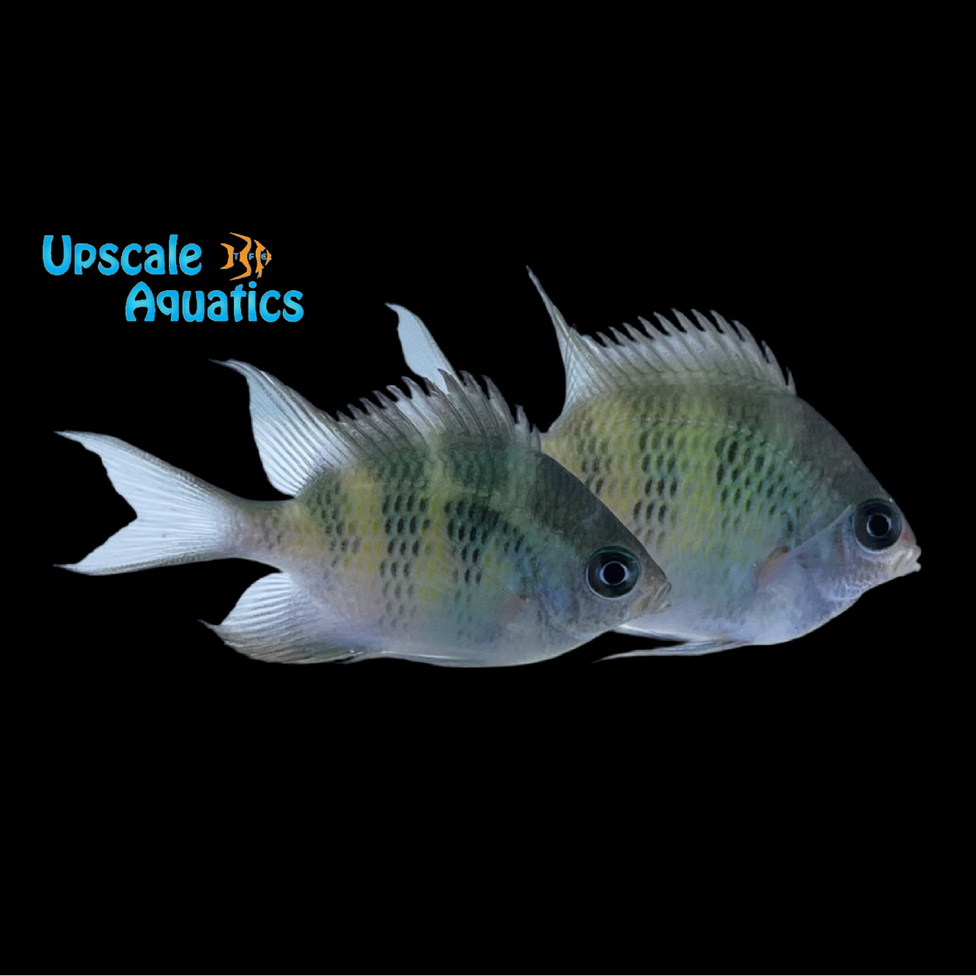 Ternate Damsel (Amblyglyphidodon ternatensis)