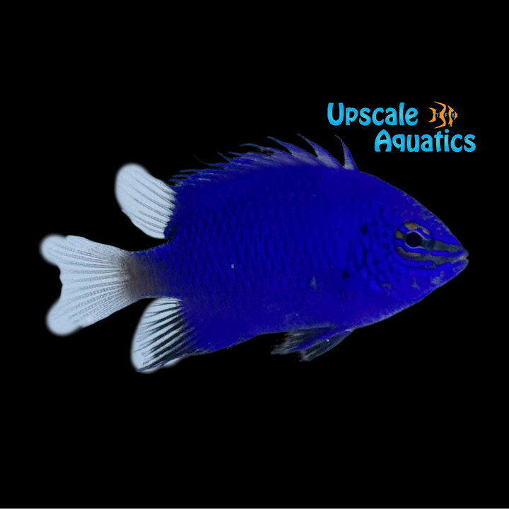 Malenesian Blue Devil Damsel (Chrysiptera cymatilis)