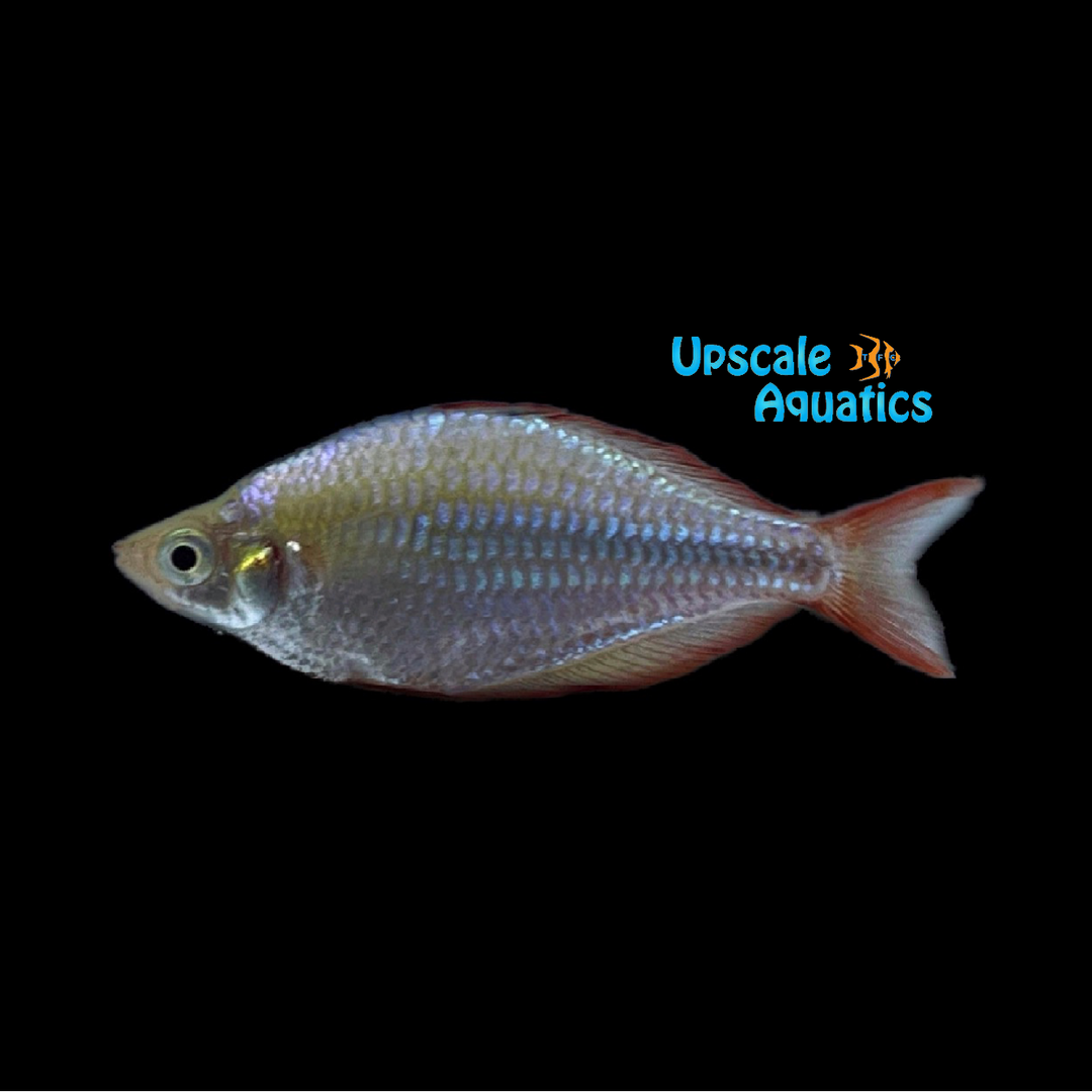Dwarf Neon Rainbowfish (Melanotaenia praecox)