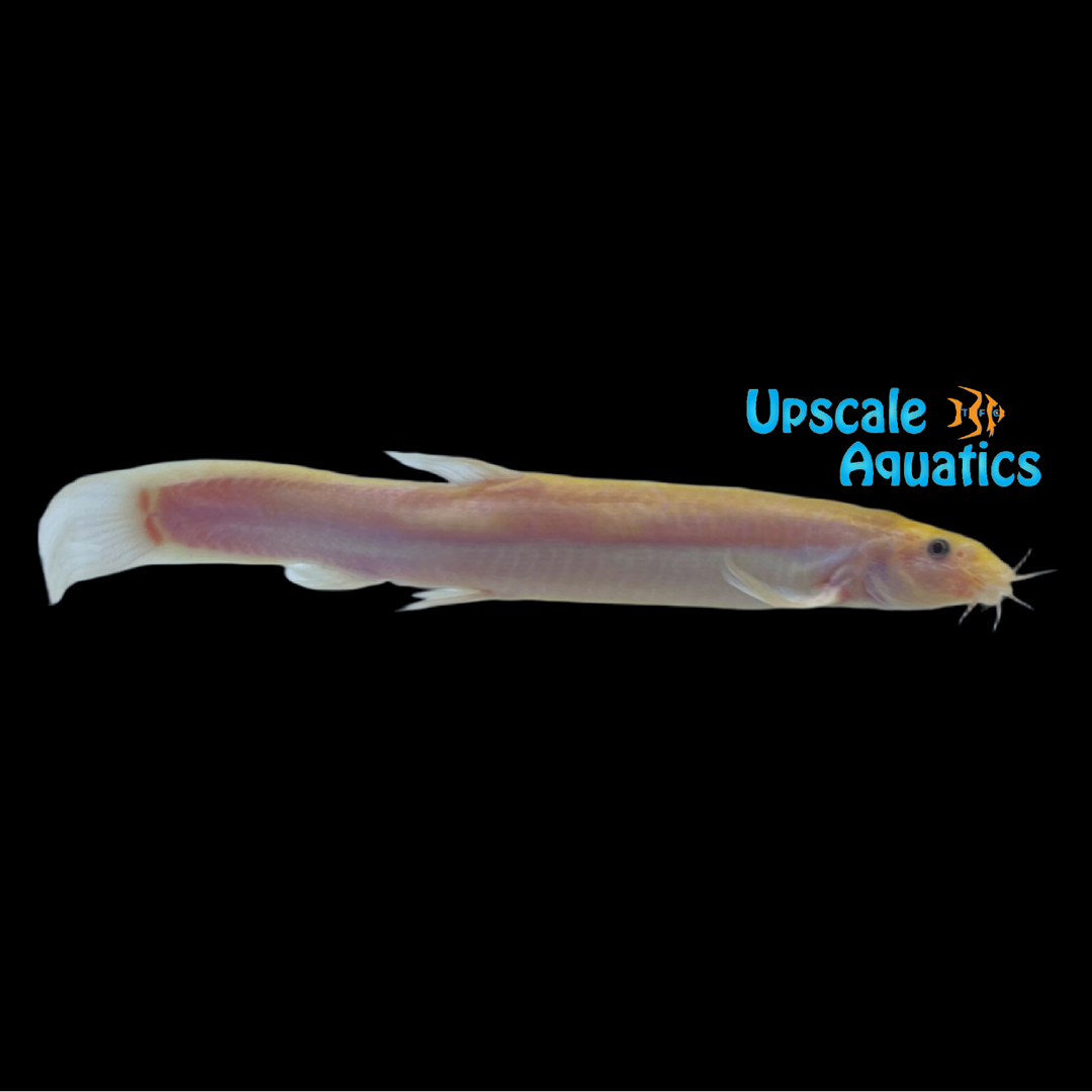 Gold Dojo Loach (Misgurnus anguillicaudatus gold)