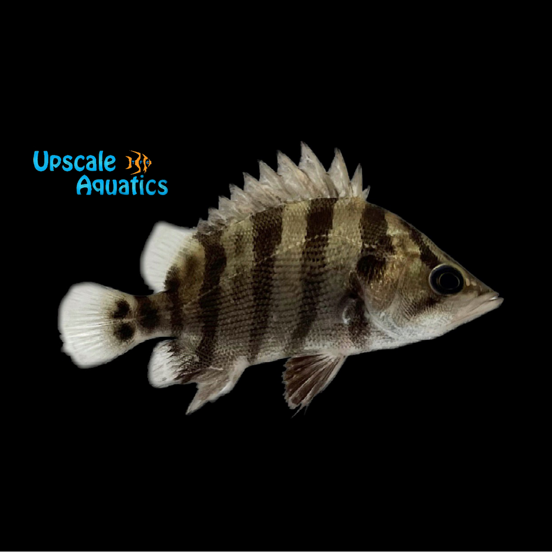 Silver Datnoid (Datnioides polota)