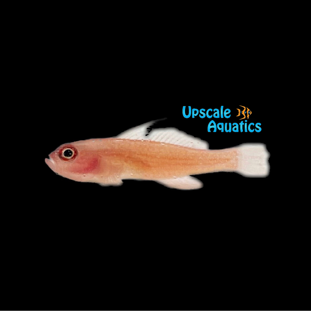 Flame Pygmy Goby (Trimma macrophthalmum)