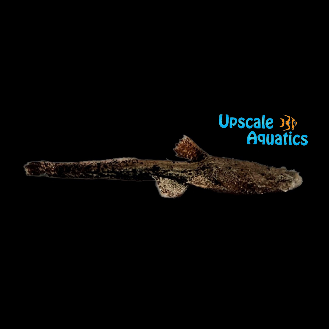 Frogmouth Catfish (Chaca chaca)