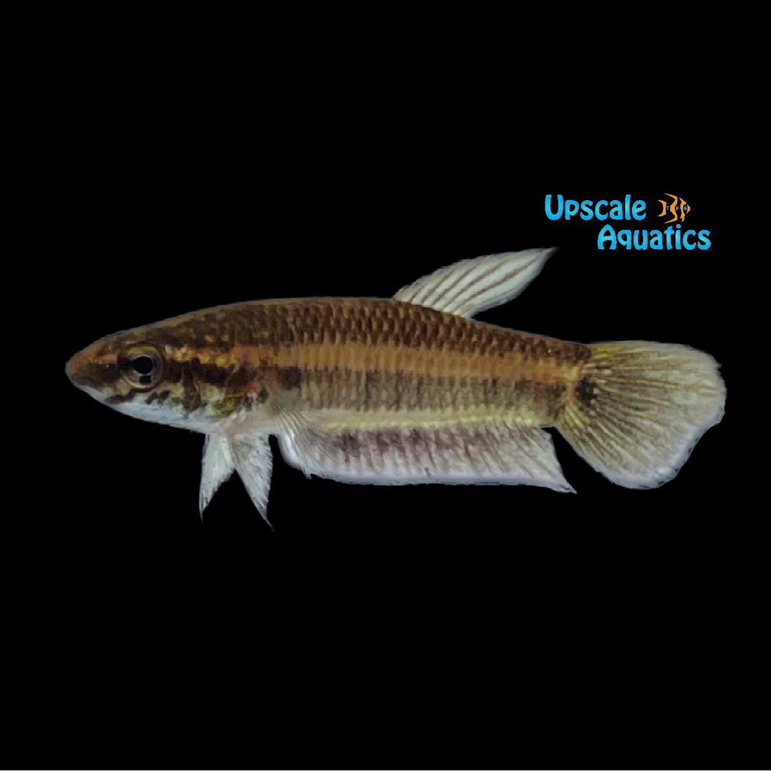 Blue Ninja Betta (Betta strohi)