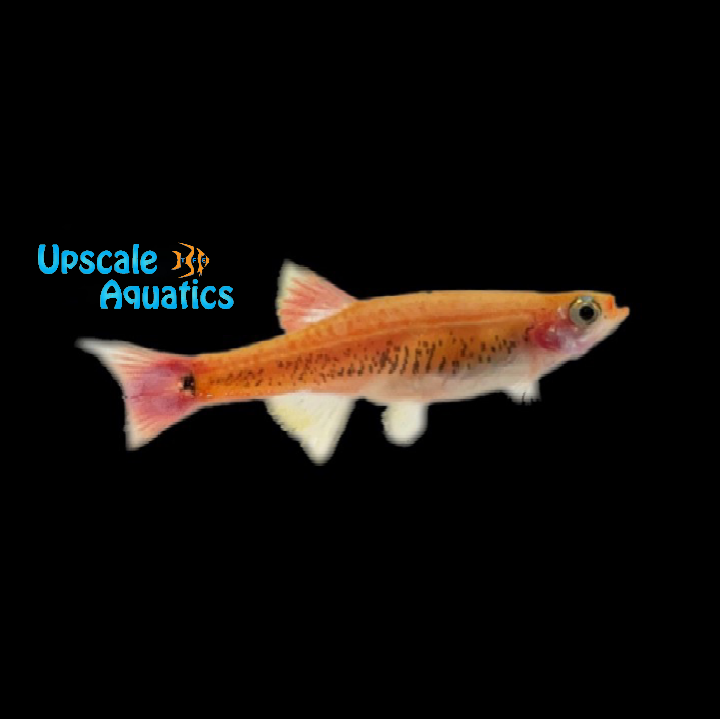 Golden White Cloud Danio (Tanichthys albonubes golden)