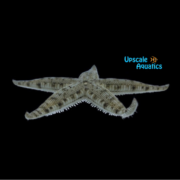 Sand Sifting Starfish (Astropecten polycanthus)