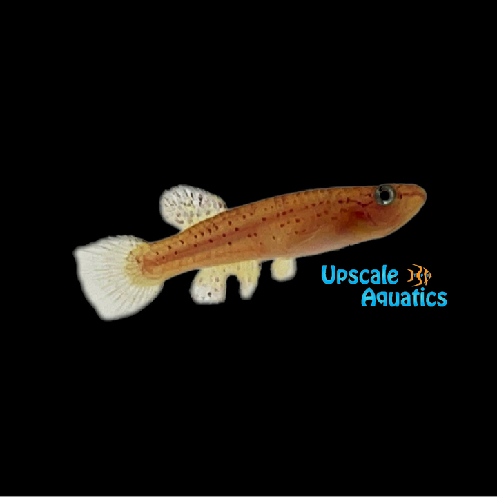 Gold Australe Killifish (Aphyosemion australe 'Gold')