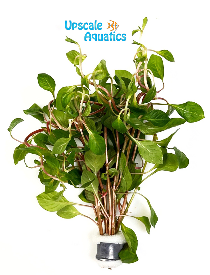 Ludwigia Palustris 'Red'