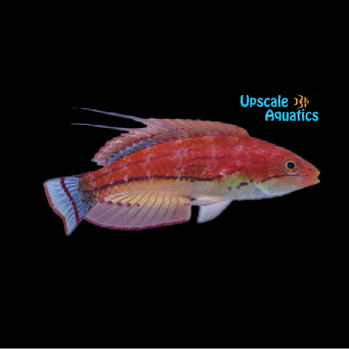 Carpenter's Flasher Wrasse (Paracheilinus carpenteri)