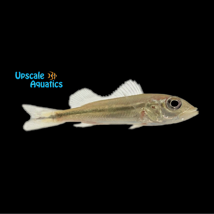 Azul Peacock Bass (Cichla piquiti)
