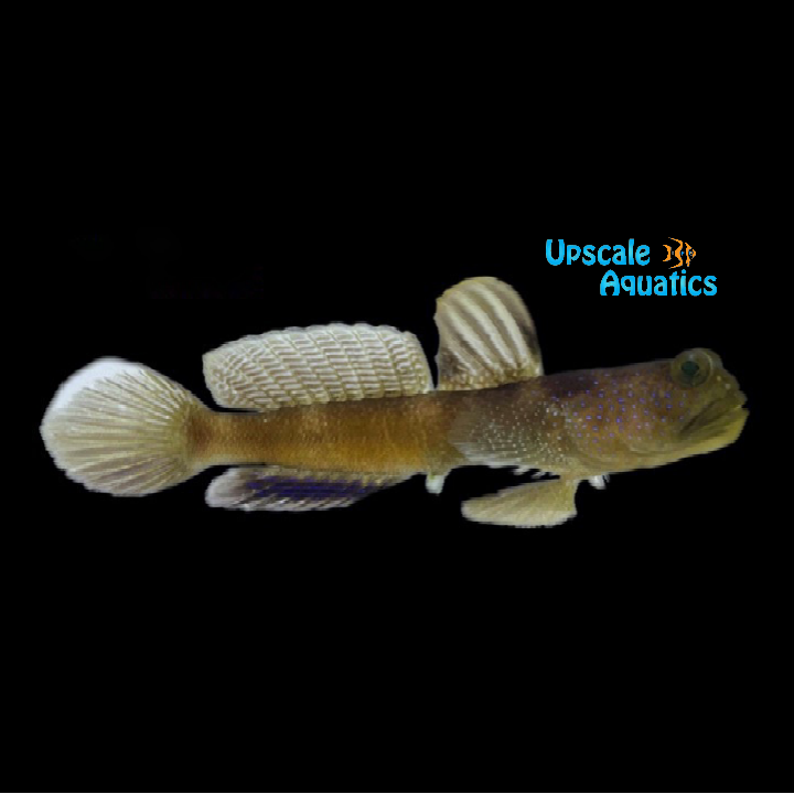 Blue Fin Watchman Goby (Cryptocentrus fasciatus)