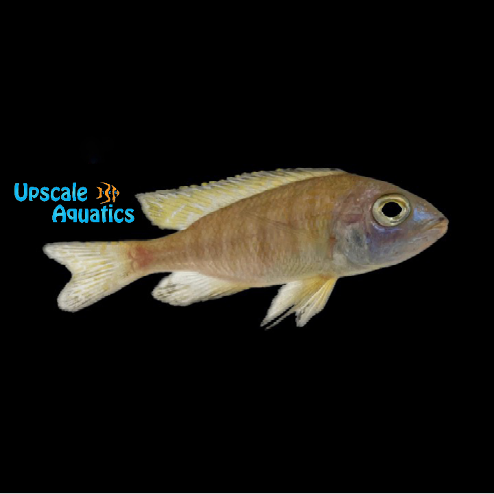 Gold Mbamba Bay Cichlid (Placidochromis sp. gold 'Mbamba Bay')