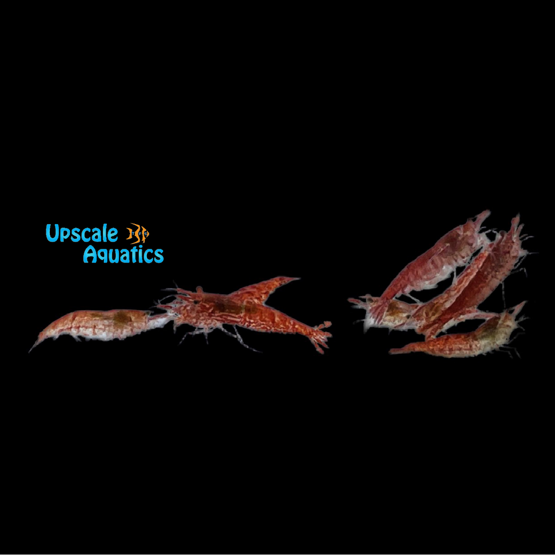 Cherry Shrimp (Neocaridina davidi)